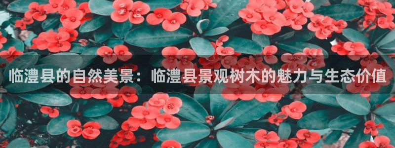 新宝gg真的