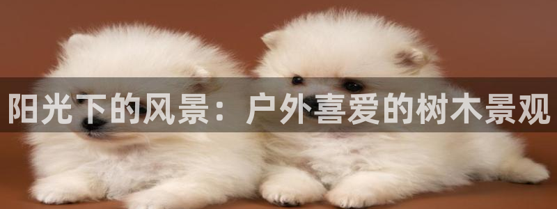 新宝gg介绍