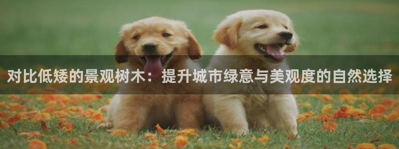 新宝gg传奇